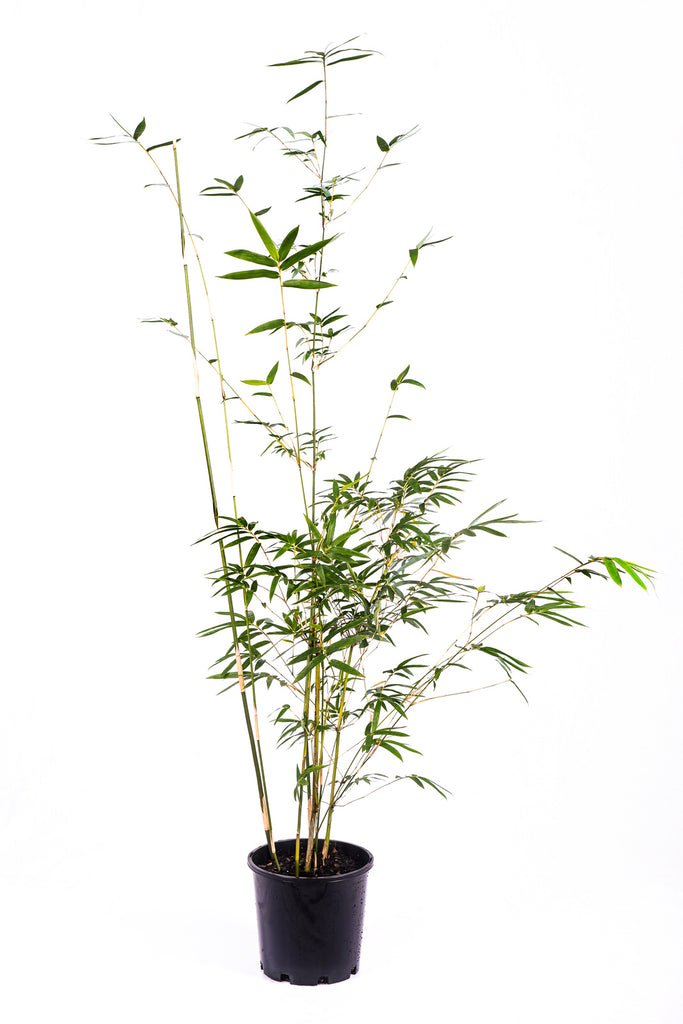 Bambusa oldhamii (Oldham's Bamboo)